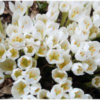 *** :: Aleksandr Gal