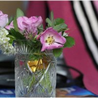 Первый шиповник :: ZNatasha -