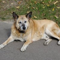 Парковый  дворняга Рыжий, постарел :: Рита Симонова