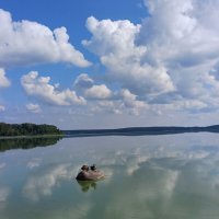 утки на озере :: Елена Е