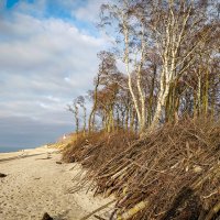 Калининградская область. Куршская коса. :: Sergey 