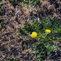 Первые :: Анатолий Чикчирный