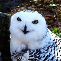 А весной даже днём вижу.. :: Aida10 