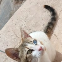 Кот альбинос в Египте :: Ирэн 