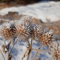 Весна :: Галина Минчук