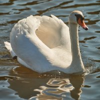 Лебедь :: Александр Леонов