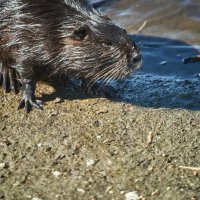 Нутрия :: Александр Леонов