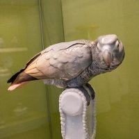 Попугай :: Ирина Соловьёва