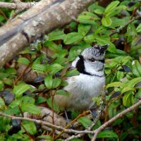 гренадёрка :: gawrilа - dan