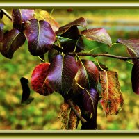 Листва Осенью :: Владимир Кроливец