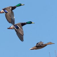 Весна. Прилетели утки. :: Владимир Безбородов