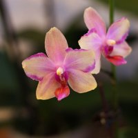 Моя коллекция орхидей :: Irene Irene