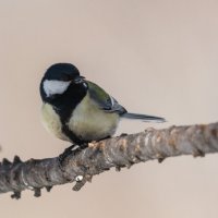 *** :: Виктор Иванович Чернюк