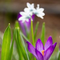 Первоцветы :: Александр Трухин