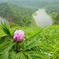 Красивое начало лета :: Сергей Герасимов