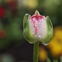 ------------------------ :: igor G.