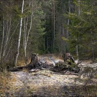 "Пни старые" :: Андрей Бобин