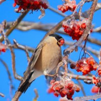 Снегурка :: Ольга Митрофанова