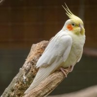 Про попугая... :: Николай Гирш