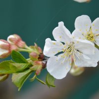 Первые цветы ... :: Надежда Куркина 