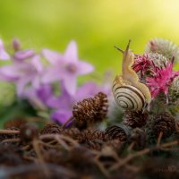 Лесная тропа улитки :: Игорь Сарапулов