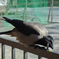 Машенька :: sv.kaschuk 