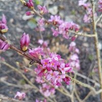 Волчеягодник :: Сапсан 