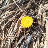 Мать-и-мачеха :: Сапсан 