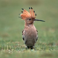 Удод :: Yudong Liu