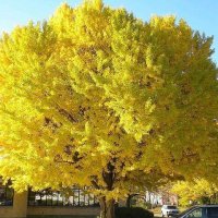 Мимоза ! :: Валерий Кокорев