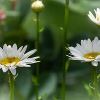 Ромашки :: Игорь Сикорский