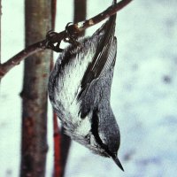 Поползень :: Людмила Смородинская