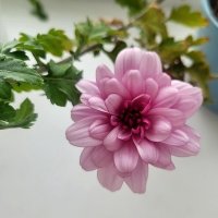 Цветет на окне хризантема :: Галина Нестратова