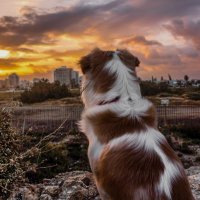 Тревожный закат :: Александр Ковальчук