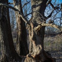 застывшая фигура :: Ольга Косачова