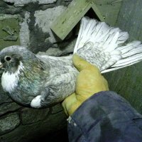 Голубь бакинский :: СЕРГЕЙ ФИЛОЧКИН