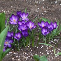 Крокусы :: Рита Симонова