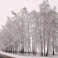 .. после ледяного дождя... :: Александр Герасенков