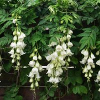 Кобея лазающая Винно-белая :: МАРИЯ ПОПОВА