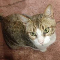 Кот в Египте :: Ирэн 