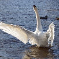 Царская птица. :: Екатерина Счасная