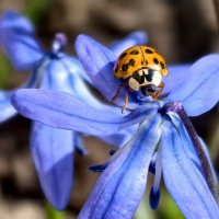 На пролеске :: Мариша 