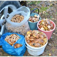 " Тихая охота " увенчалась успехом. :: Михаил К