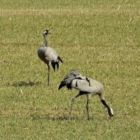 журавли прилетели :: ИННА ПОРОХОВА