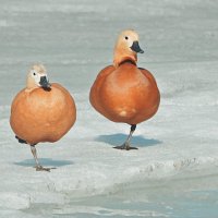 *** :: Леонид leo