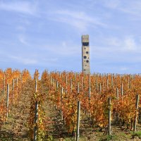 Виноградник и дегустационный зал. :: Геннадий Валеев