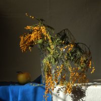 мимоза :: Лера 