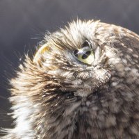 *** :: Елена Черненко