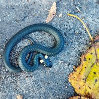 ужик :: shasha1950 