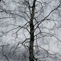 В ожидании весны... :: Наталья Лунева 